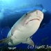 shark_tiger_ft_lbb_h_3228_bah3899.jpg